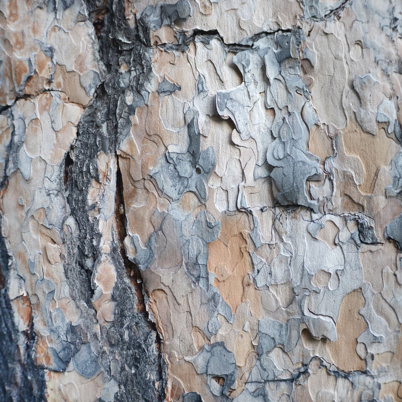 Extreme close-up of high-quality spruce wood grain on a musical instrument